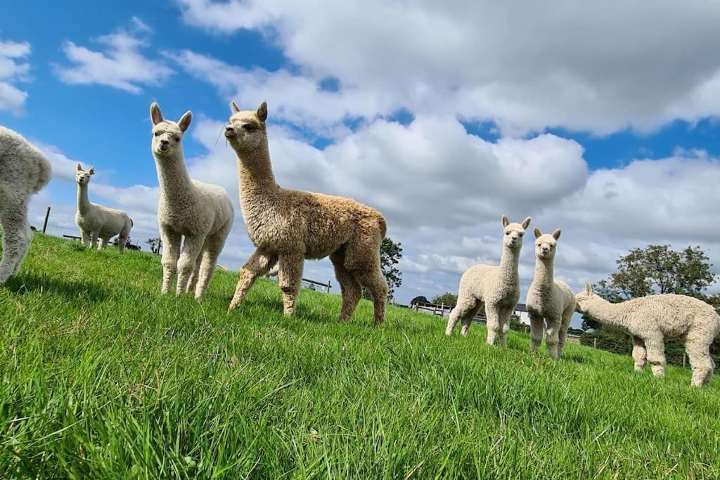 The Alpaca Farmhouse With Hot Tub And Alpaca Experience Included Dromara Exterior photo